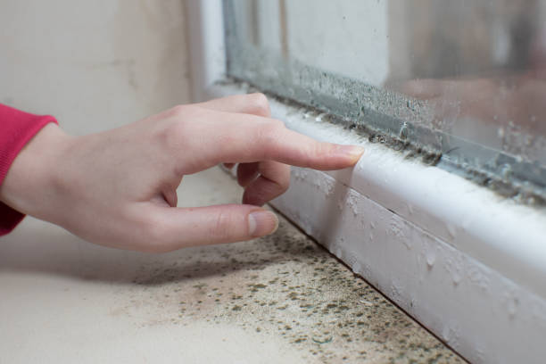 Best Forensic Mold Investigation  in American Falls, ID