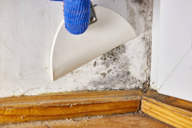 Professional Mold Removal in American Falls, ID